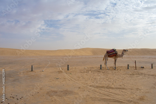 Sahara desert in Tunisia, North Africa. Beautiful landscape sand and dunes.