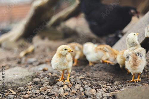 chicken on a farm