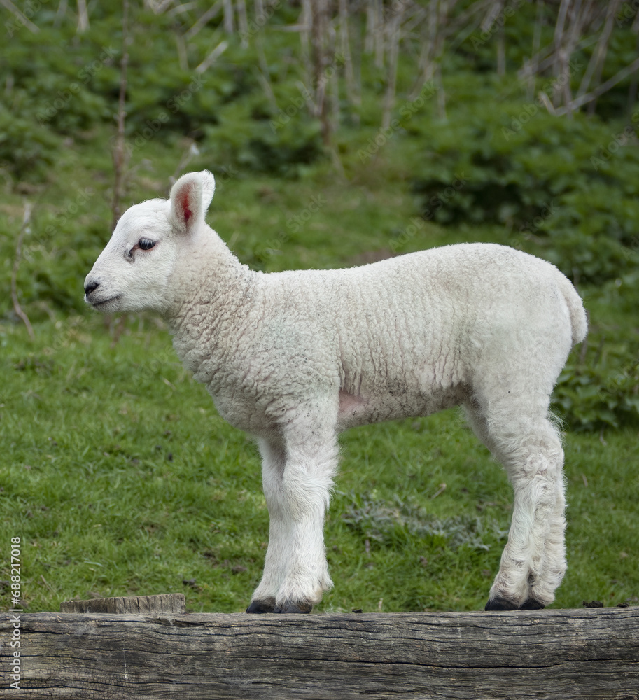 Lamb standing on hard wooden surface Lamb standing on hard wooden surface