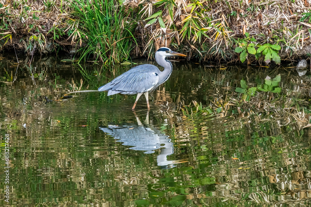Grey Heron Tomb Water Reflection Habikino Osaka Japan Grey Heron Tomb Water Reflection Habikino Osaka Japan
