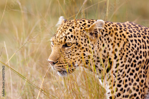 A photo of a leopard walking in tall savannah grassland in Masai Mara Kenya