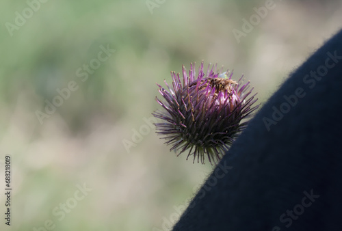 Clinging burr photo