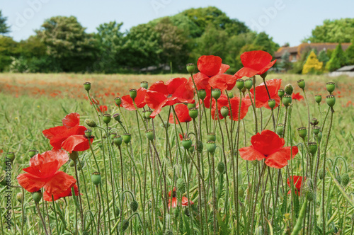 Poppies in a field in Kent