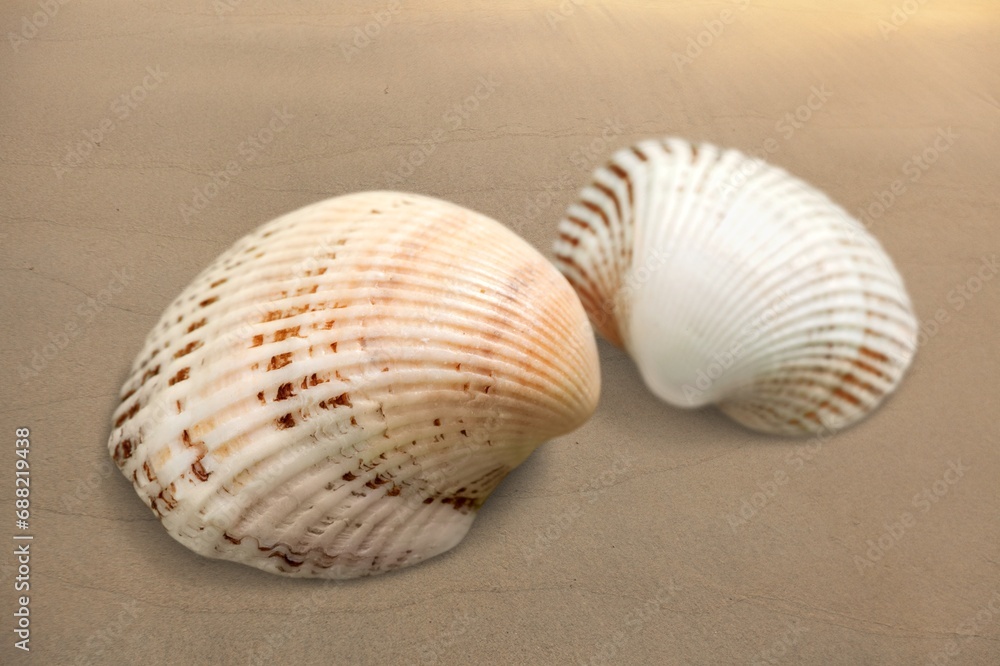 Beautiful mussels left by waves of sea on the beach Beautiful mussels left by waves of sea on the beach