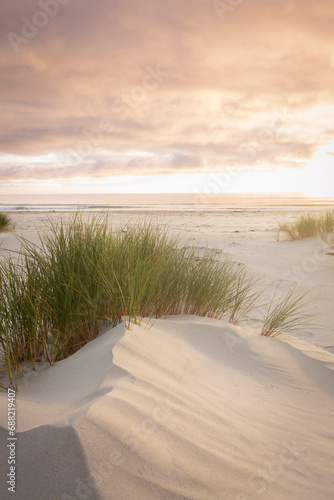 Fototapeta Naklejka Na Ścianę i Meble -  native grasses on sandy beach at sunrise 