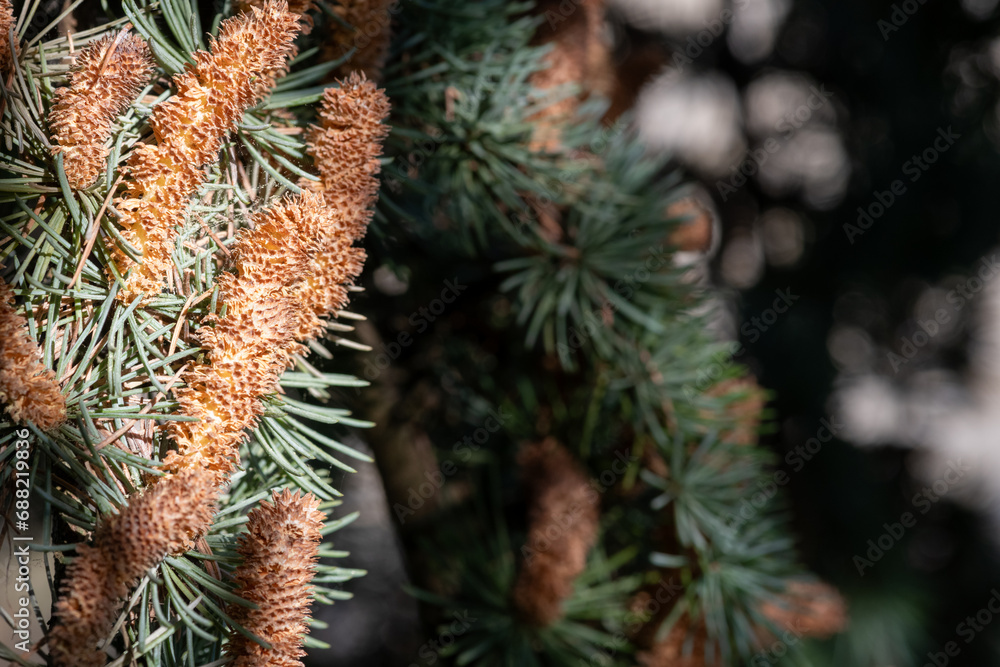 Close up of male cones on an atlas cedar (cedrus atlantica) tree Close up of male cones on an atlas cedar (cedrus atlantica) tree