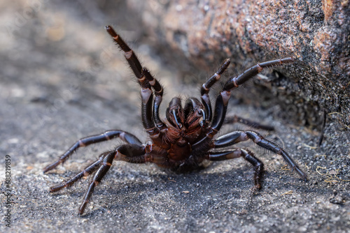 Defensive Female Sydney Funnel Web Spider with venom droplets on fangs