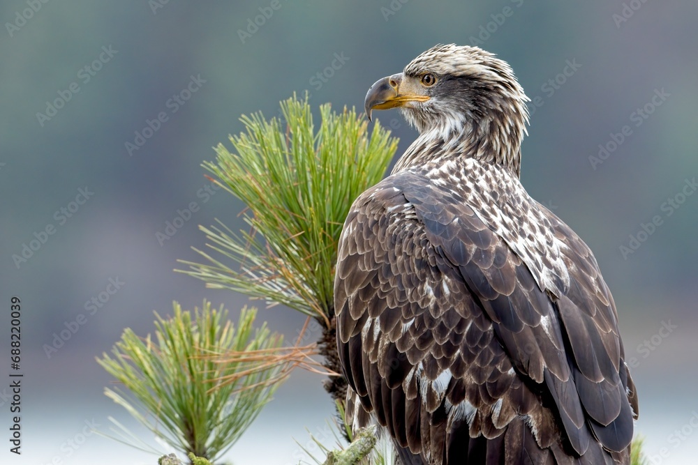 Obraz premium Close up of a beautiful bald eagle.