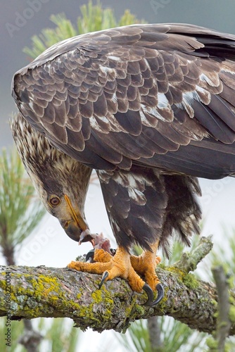 Young eagle tearing into a fish.