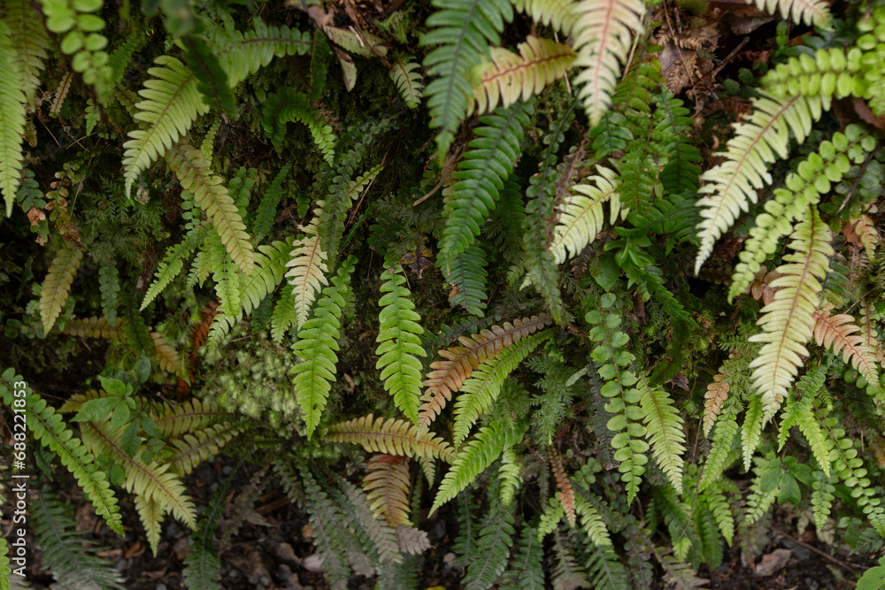 New Zealand Native ferns New Zealand Native ferns