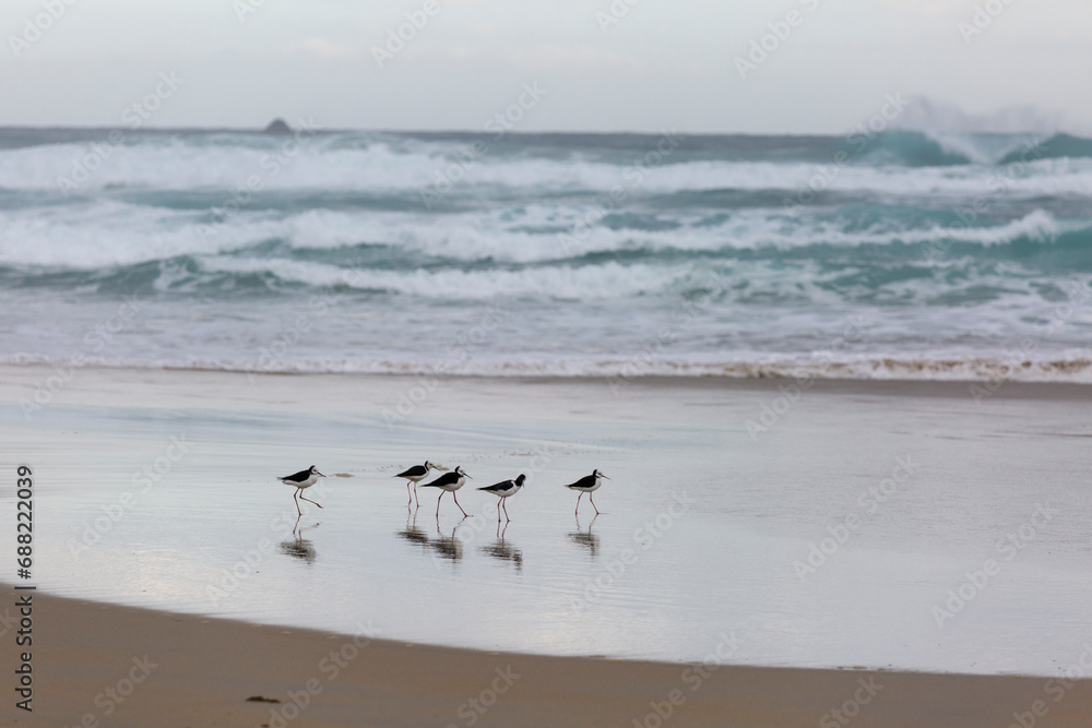 pied stilt new Zealand Native Coastal bird, on the beach with dramatic waves, South Islands sandfly bay pied stilt new Zealand Native Coastal bird, on the beach with dramatic waves, South Islands sandfly bay