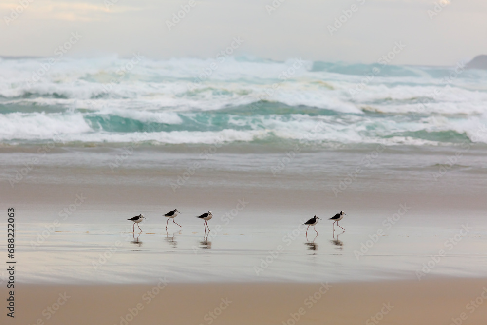 pied stilt new Zealand Native Coastal bird, on the beach with dramatic waves, South Islands sandfly bay pied stilt new Zealand Native Coastal bird, on the beach with dramatic waves, South Islands sandfly bay