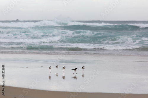 pied stilt new Zealand Native Coastal bird, on the beach with dramatic waves, South Islands sandfly bay