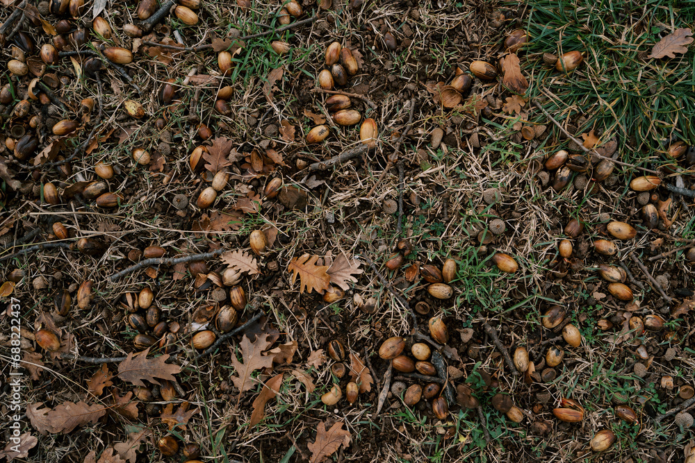 Brown oak leaves and acorns lie among small branches on green grass