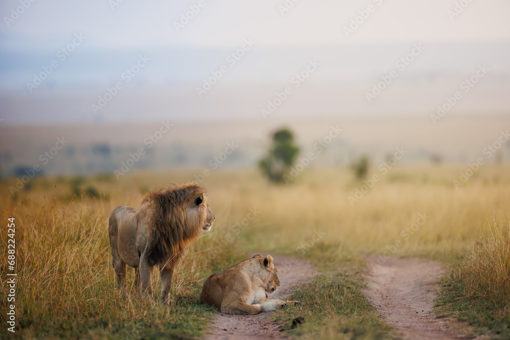 Fototapeta premium Lion in Masai Mara shot in September 2023