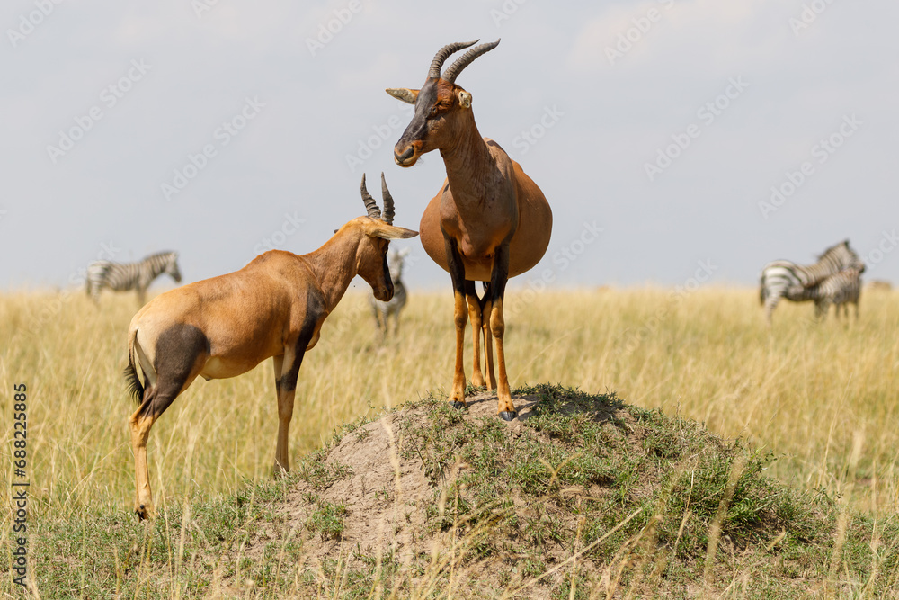 Topi antelope standing on hillocks to attract his mate Topi antelope standing on hillocks to attract his mate
