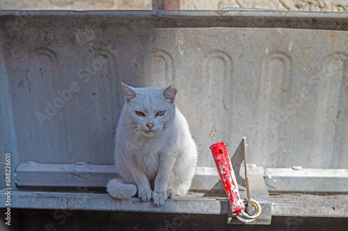 White Van cat sitting in a rubbish bin. photo