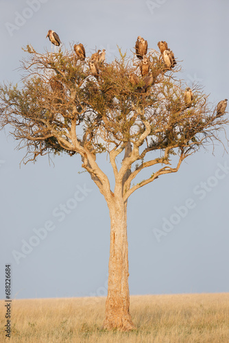 A group of Vultures sitting in the tree in Masai Mara