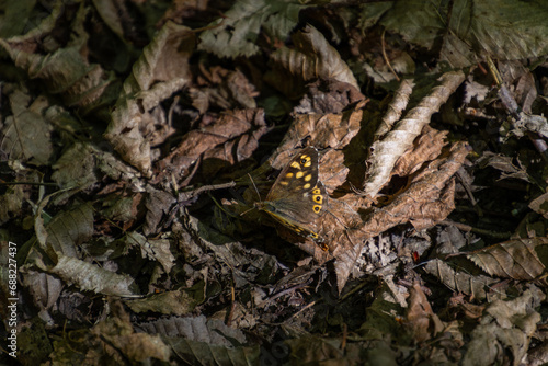 Butterfly on the ground in the forest