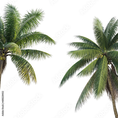 Coconut tree leaves on transparent background PNG