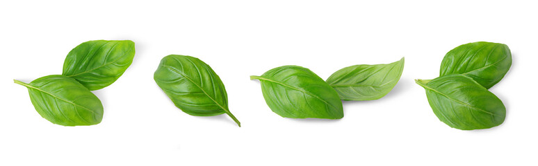 Basil leaves isolated on white, transparent background, PNG. Set, collection of different position basil green fresh leaves. Healthy eating, aromatic herb, food ingredient, spice for culinary