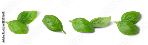 Obraz  z motywem Basil leaves isolated on white, transparent background, PNG. Set, collection of different position basil green fresh leaves. Healthy eating, aromatic herb, food ingredient, spice for culinary