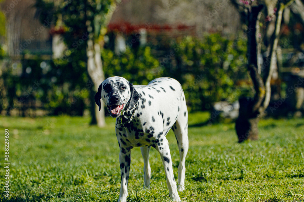 Fototapeta premium Pintas 4