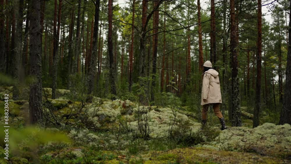 Local Tourism And Travel In Nature, Young Woman Walking Alone In Beautiful Pine Forest In Autumn Day Local Tourism And Travel In Nature, Young Woman Walking Alone In Beautiful Pine Forest In Autumn Day