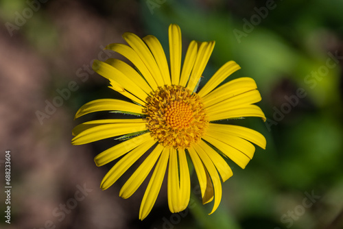 yellow flower in the garden