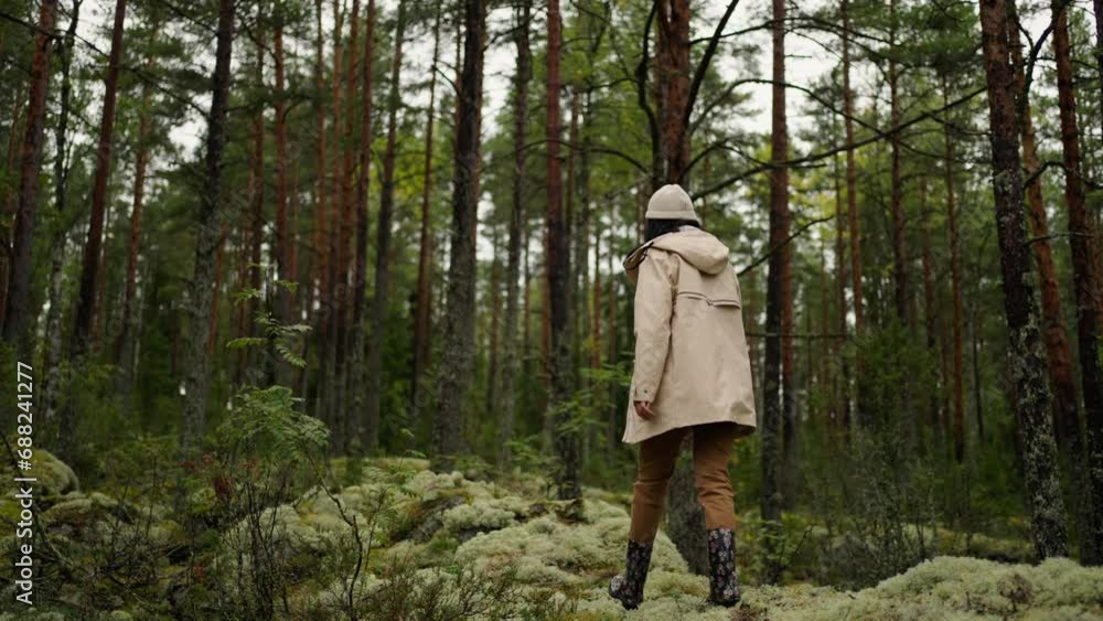 Female Tourist Walking Alone In Fabulous Pine Forest In Autumn Day, Lost In Woodland Female Tourist Walking Alone In Fabulous Pine Forest In Autumn Day, Lost In Woodland