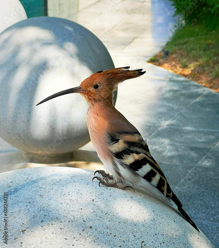 Eurasian hoopoe sitting on the round stone.