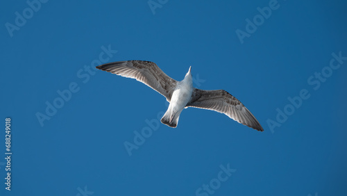 Seagull flying in the blue sky over the mountains of Gokceada island  Turkey  closeup of photo