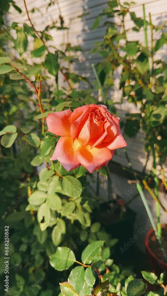 red rose in the garden,flowers in a garden, rose, flower, flowers, garden, plant, nature, pink, bouquet, blossom, spring, pot, leaf, decoration, summer, bloom, gardening, flora, color, floral, vase, b red rose in the garden,flowers in a garden, rose, flower, flowers, garden, plant, nature, pink, bouquet, blossom, spring, pot, leaf, decoration, summer, bloom, gardening, flora, color, floral, vase, b