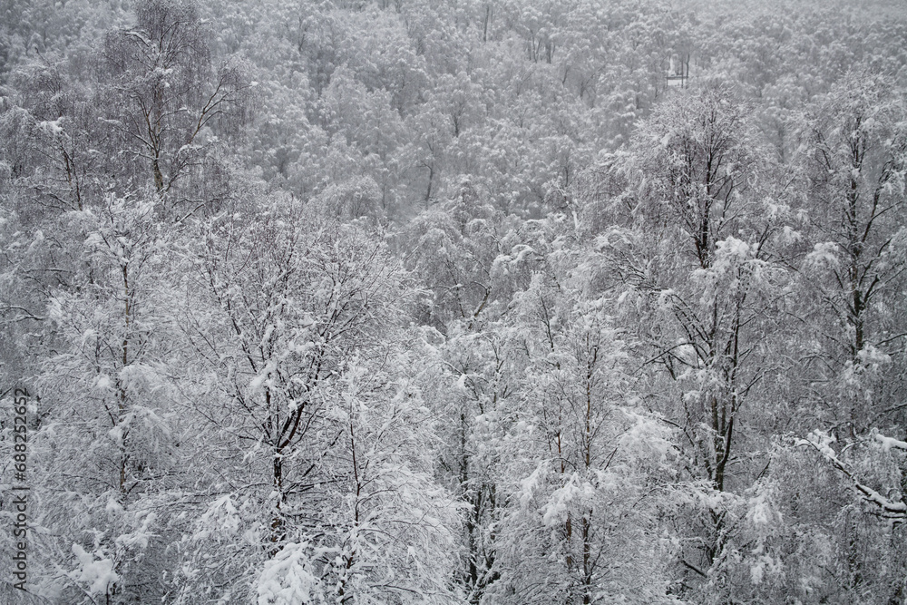 Fototapeta premium Snow covered trees in the Cairngorms, Scotland