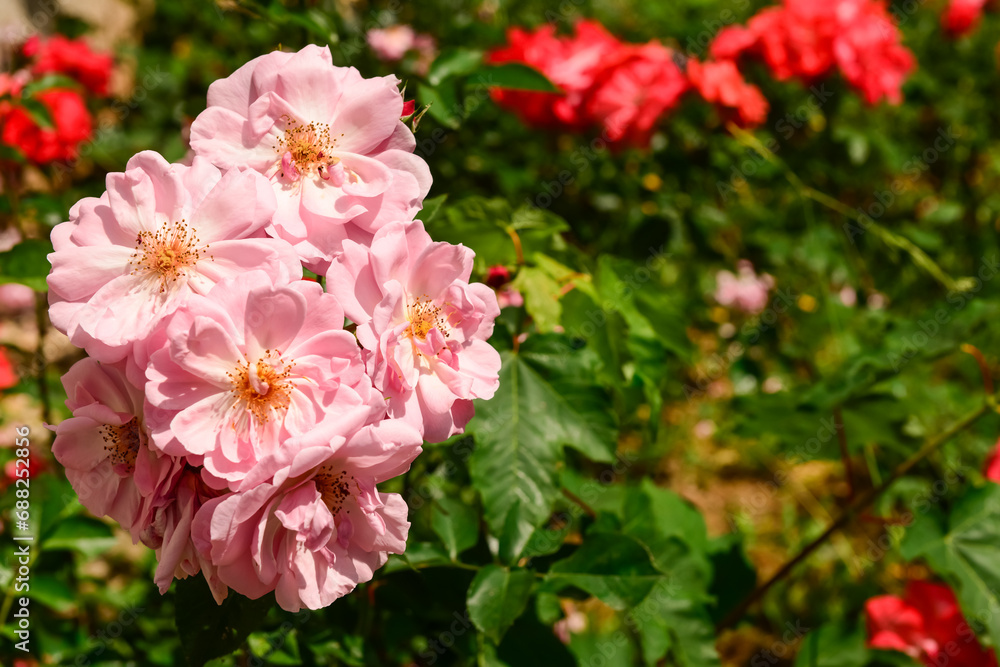 Beautiful pink roses blooming in garden, closeup Beautiful pink roses blooming in garden, closeup