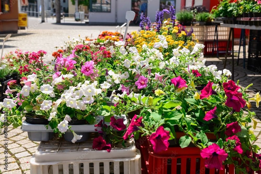 Pots with beautiful flowers on street market