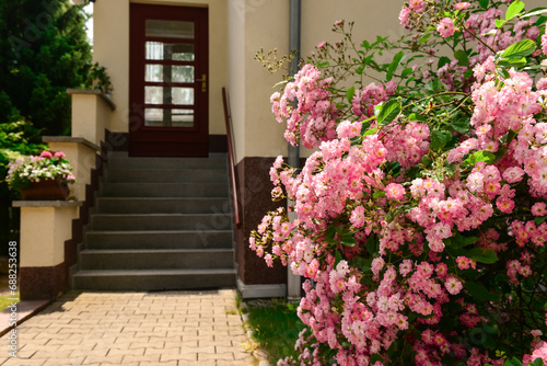 Beautiful pink roses in garden