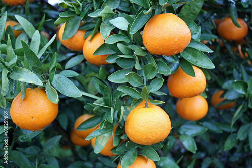 雨の日の伊予柑の実