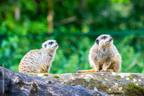 erdmännchen