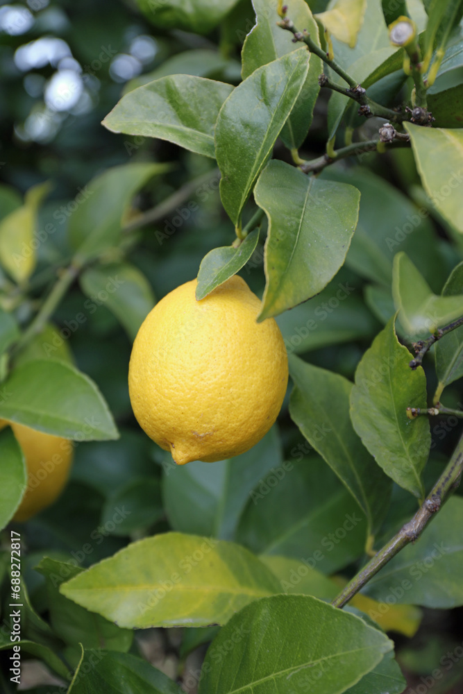 レモンの畑の果実