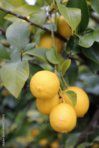 レモンの畑の果実