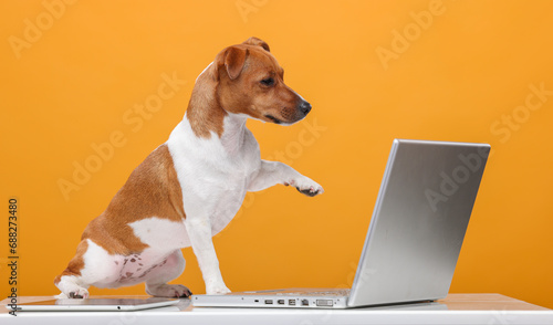 smart dog with laptop on orange background © serhii
