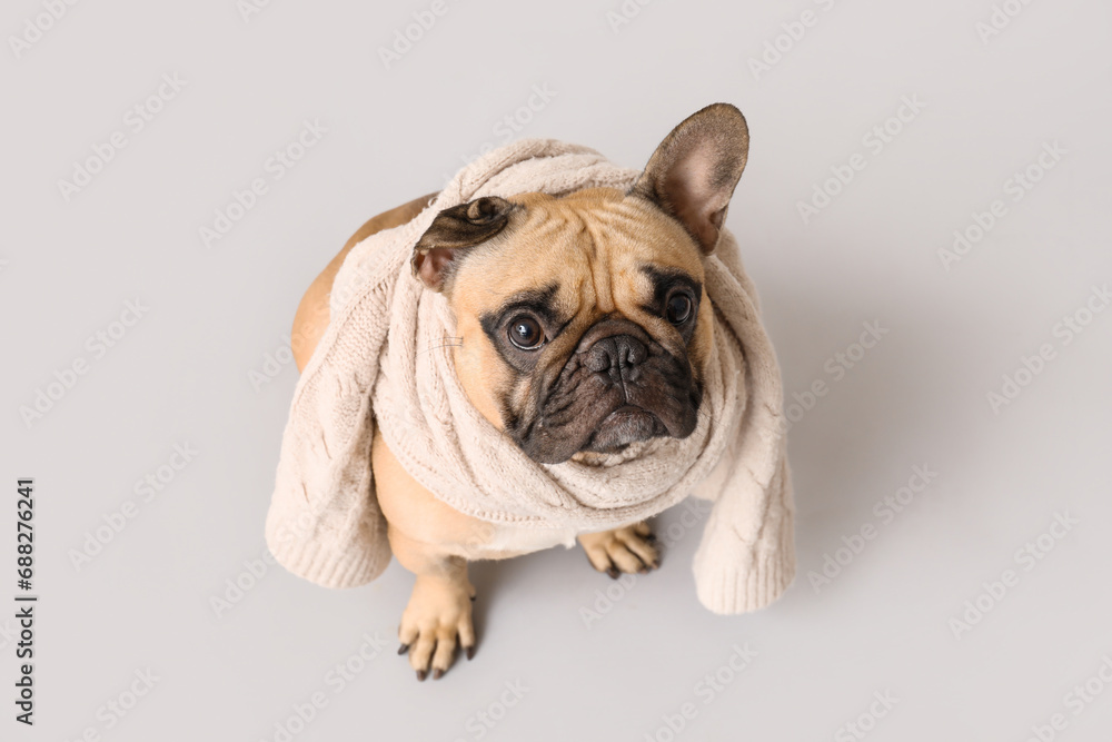 Cute pug dog with warm scarf sitting on grey background