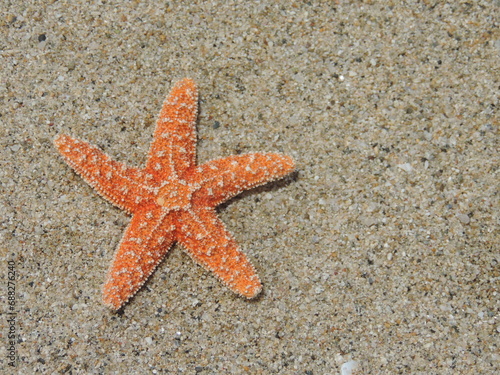 Estrella de mar sobre la arena