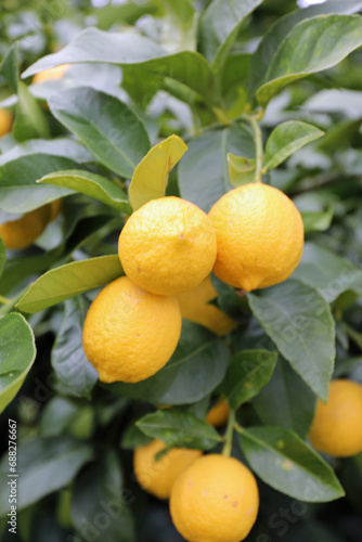 レモンの畑の果実