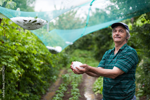 Senior Man Proudly Displays Hailstones Size and Quantity, Smiles Amidst His Saved Vegetable Garden Protected by Hail Nets. A Triumph of Resilience