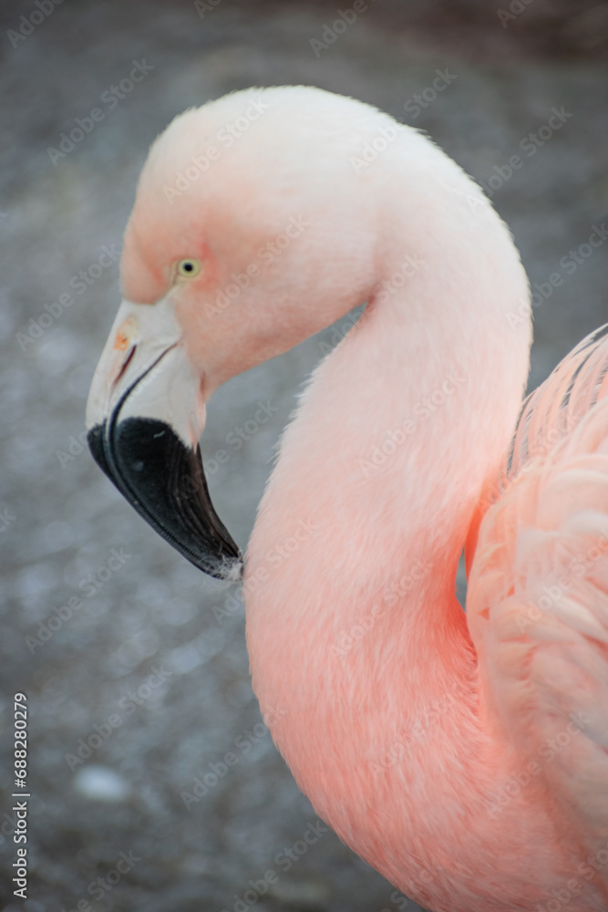 Fototapeta premium pink flamingo portrait