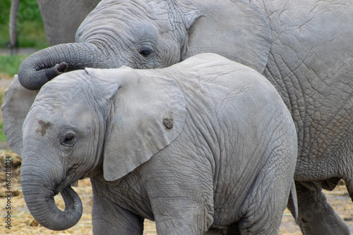 Photography Baby elephants playing together.
