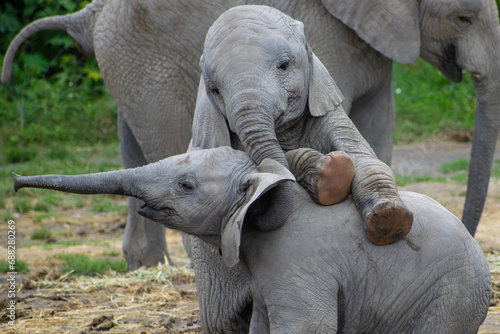 Canvas Print Baby elephants playing together.