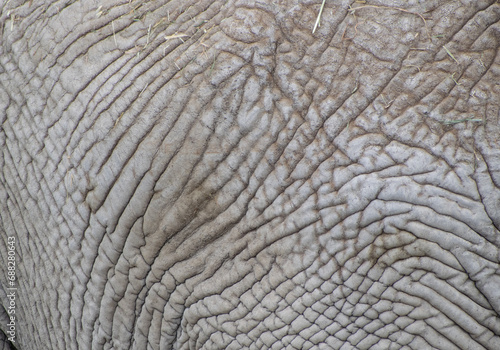 Close up of elephant skin